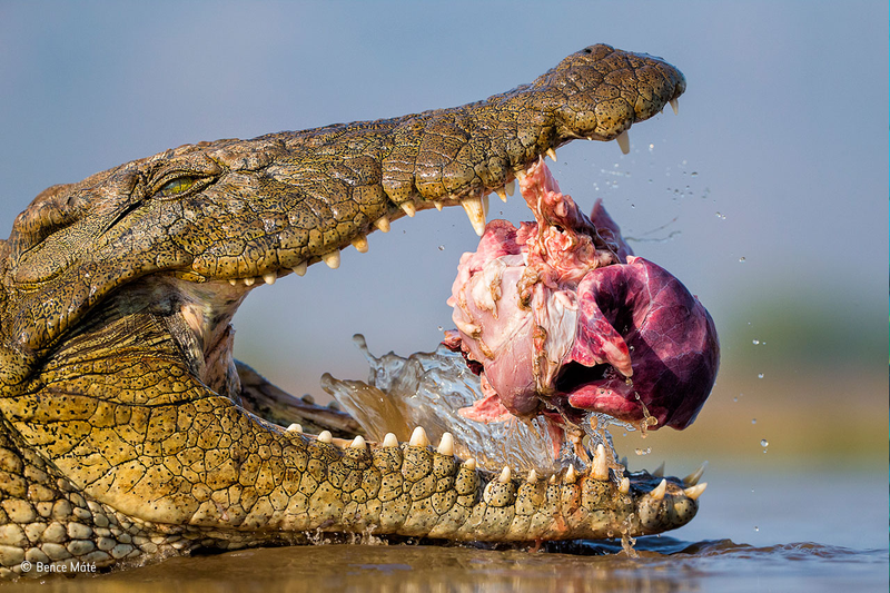 Illustration for article titled Wildlife Photo Contest Shows Nature Can Be Cruel—But Also Kind